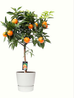 Citrus Orange in ELHO outdoor sierpot Greenville Rond (wit) ↨ 85cm - hoge kwaliteit planten