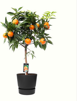 Citrus Orange in ELHO outdoor sierpot Greenville Rond (zwart) ↨ 85cm - hoge kwaliteit planten