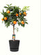 Citrus Orange in ELHO outdoor sierpot Greenville Rond (zwart) ↨ 85cm - hoge kwaliteit planten