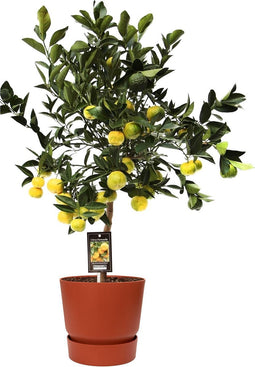 Citrus Pursha in ELHO outdoor sierpot Greenville Rond (brique) ↨ 85cm - hoge kwaliteit planten