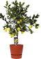 Citrus Pursha in ELHO outdoor sierpot Greenville Rond (brique) ↨ 85cm - hoge kwaliteit planten
