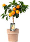 Citrus Red Lime in Verona pot