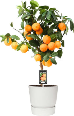 Citrus Red Lime op stam in ELHO outdoor sierpot Greenville Rond (wit) ↨ 80cm - hoge kwaliteit planten