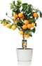 Citrus Red Lime op stam in ELHO outdoor sierpot Greenville Rond (wit) ↨ 80cm - hoge kwaliteit planten