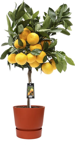 Citrus Satsuma in ELHO outdoor sierpot Greenville Rond (brique) ↨ 85cm - hoge kwaliteit planten