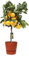 Citrus Satsuma in ELHO outdoor sierpot Greenville Rond (brique) ↨ 85cm - hoge kwaliteit planten