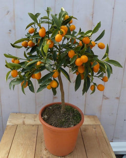 Citrusboompje