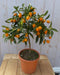 Citrusboompje