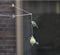 CJ Wildlife Birdswing - Raamhanger voor vetbollen