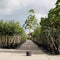 Paardenkastanje Aesculus hippocastanum h 350 cm st. omtrek 12 cm