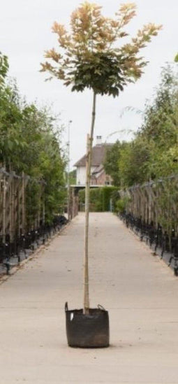 Gele bol esdoorn 180 cm stamhoogte | Acer ps. 'Brilliantissimum' 6-10 cm 180 cm| Bomenbezorgd.nl