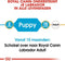 Royal Canin Labrador Retriever Puppy - Hondenbrokken - 12 kg