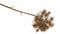 Heracleum grey/brown 98 cm kunstbloem