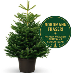 Furnilux Nordmann Fraseri - Kerstboom - Diepgroen en naaldvast - 150-175 cm