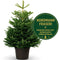 Furnilux Nordmann Fraseri - Kerstboom - Diepgroen en naaldvast - 150-175 cm