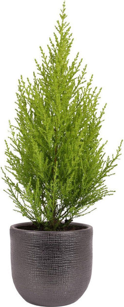 Cupressus macrocarpa 'Goldcrest Wilma' in sierpot Mira (zwart) ↨ 50cm - hoge kwaliteit planten