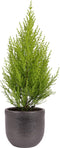 Cupressus macrocarpa 'Goldcrest Wilma' in sierpot Mira (zwart) ↨ 50cm - hoge kwaliteit planten