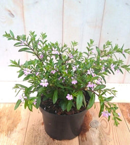 3 stuks! Luciferplant roze