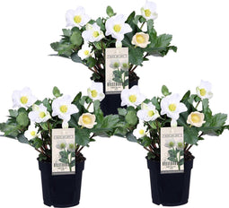 Plant in a Box - Helleborus niger Mont Blanc - set van 3 - Kerstrozen winterhard - tuinplanten - Pot 12cm - Hoogte 20-30cm