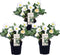 Plant in a Box - Helleborus niger Mont Blanc - set van 3 - Kerstrozen winterhard - tuinplanten - Pot 12cm - Hoogte 20-30cm