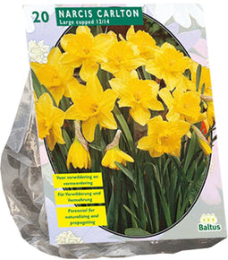 Narcis Carlton - 20 bloembollen