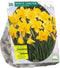 Narcis Carlton - 20 bloembollen
