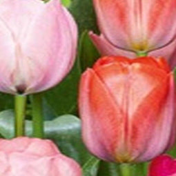 JUB - Tulipa Positive Vibe