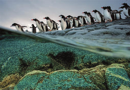 Clementoni - Puzzel - 1000 Stukjes - National Geographics Pinguins - Puzzel Voor Volwassenen