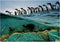 Clementoni - Puzzel - 1000 Stukjes - National Geographics Pinguins - Puzzel Voor Volwassenen