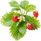 Click&Grow navulling wilde aarbei 3pak