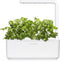 Click & Grow Smart Garden-zaden voor de huistuin - Koriander
