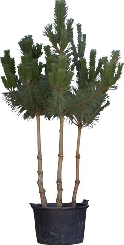 Grove den meerstammig | Pinus sylvestris | Bomenbezorgd.nl