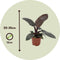 Plant in a Box - Philodendron Black Cardinal - Sterke kamerplant - Donkere bladeren - Pot 12cm - Hoogte 20-30cm