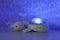 Cloud B Tranquil Whale Familie Wit Walvis Muzikale Babyprojector