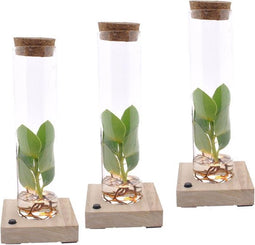 Clusia in Tube met LED verlichting - 20 cm
