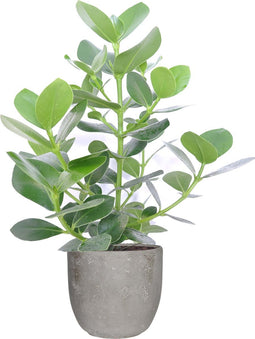 Clusia Princess in Mica sierpot Jimmy (lichtgrijs) - VDE-plant - Groene plant- Hoogte 50 cm