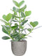 Clusia Princess in Mica sierpot Jimmy (lichtgrijs) - VDE-plant - Groene plant- Hoogte 50 cm
