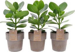 Clusia Princess in Terracotta Grey - 30 cm, Ø 12 cm