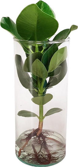 Clusia Princess op water in cylinder glas - 35 cm, Ø 12 cm