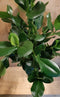 Clusia Rosea Copey 70 cm hoog kamerplant