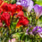 Plant in a Box - Freesia - Mix van 100 - Freesia Dubbel Mix - Bloembollen - Zomerbloeiers