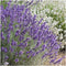 Plants by Frank | 24 Lavendelplanten | Lavandula angustifolia 'Hidcote' | Winterharde bodembedekker planten | tuinplanten | Winterharde vaste planten meerjarig | Winterharde tuinplanten