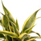 Decorum Dracaena Sandriana white – ↨ 45 cm – ⌀ 12 cm