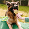 Smoofl Premium Hondensnacks: Ijs voor honden als een snack om af te koelen in de zomer en als een gezonde hond traktatie met verfrissend effect, honden ijs met appel