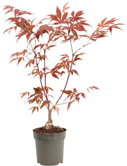 Plant in a Box - Japanse esdoorn - Acer palmatum 'Atropurpureum' - Hoogte 25-40cm - Potmaat 10,5cm - boom - rood