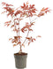 Plant in a Box - Japanse esdoorn - Acer palmatum 'Atropurpureum' - Hoogte 25-40cm - Potmaat 10,5cm - boom - rood