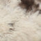 vidaXL - Schapenvacht - 70x100 - cm - gemengde - kleur