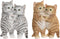 Home ESPRIT - Decoratieve figuren - Katten - Bruin Grijs (2 stuks)