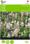 2 stuks Lupinus, Lupine Pixie Delight gemengd