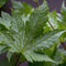 Plant in a Box - Acer palmatum 'Going Green' - Japanse esdoorn Groen Winterhard - Esdoornboom - Pot 19cm - Hoogte 50-60cm